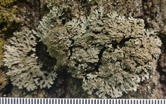 Physconia leucoleiptes