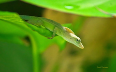 Anolis grahami