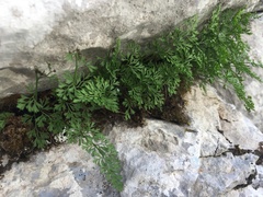 Asplenium fissum