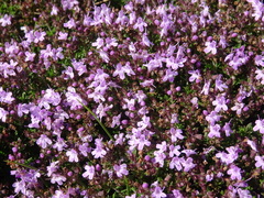 Thymus caespititius