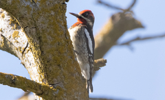 Sphyrapicus ruber × nuchalis