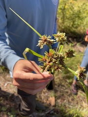 Cyperus virens