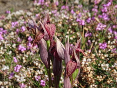 Serapias cordigera