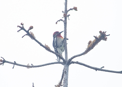 Sphyrapicus ruber × nuchalis