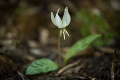 Erythronium citrinum