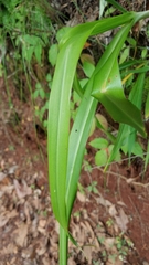 Echeandia michoacensis