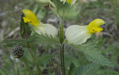 Rhinanthus serotinus
