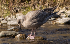Larus argentatus × glaucescens