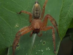Thelcticopis