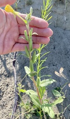 Oenothera villosa