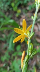 Echeandia michoacensis