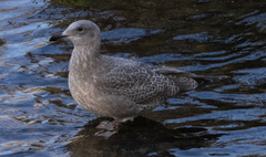 Larus argentatus × glaucescens