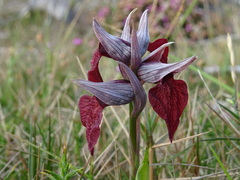 Serapias cordigera