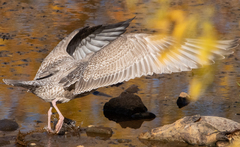 Larus argentatus × glaucescens