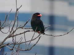 Eurystomus orientalis