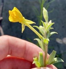 Oenothera villosa