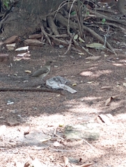 Turdus amaurochalinus