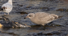 Larus argentatus × glaucescens