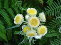 Helichrysum foetidum