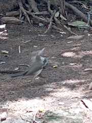 Turdus amaurochalinus