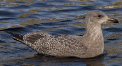 Larus argentatus × glaucescens