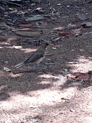 Turdus amaurochalinus