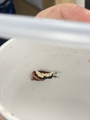 Eudryas unio
