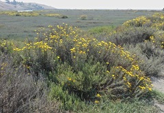 Grindelia stricta platyphylla