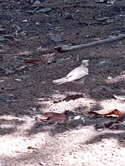 Turdus amaurochalinus