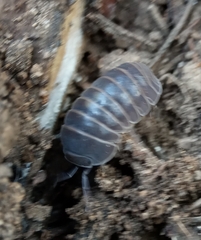 Armadillo officinalis