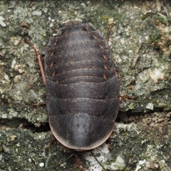 Opisthoplatia orientalis