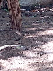 Turdus amaurochalinus