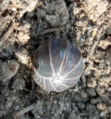 Armadillo officinalis