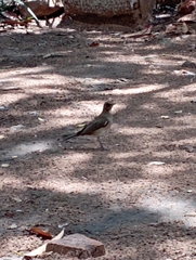 Turdus amaurochalinus