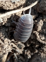 Armadillo officinalis