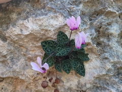 Cyclamen graecum graecum