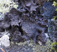 Umbilicaria hyperborea hyperborea