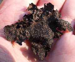 Umbilicaria hyperborea hyperborea