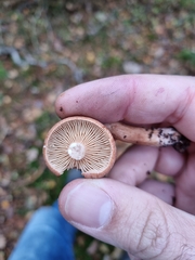Lactarius rufus