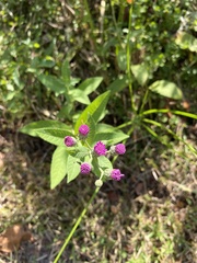 Vernonia missurica