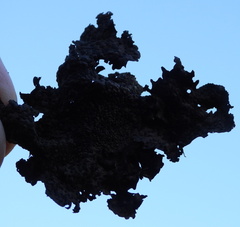 Umbilicaria hyperborea hyperborea