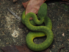Trimeresurus albolabris