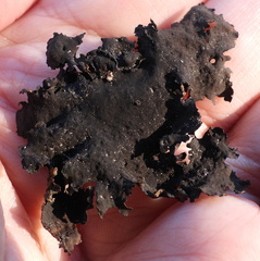 Umbilicaria hyperborea hyperborea