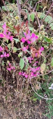 Lopezia racemosa