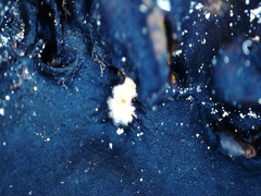 Umbilicaria hyperborea hyperborea