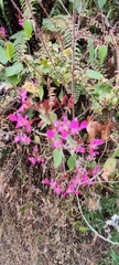 Lopezia racemosa