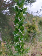 Canthium spinosum