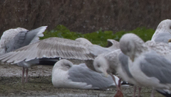 Larus argentatus × glaucescens