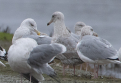Larus argentatus × glaucescens
