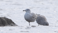 Larus argentatus × glaucescens